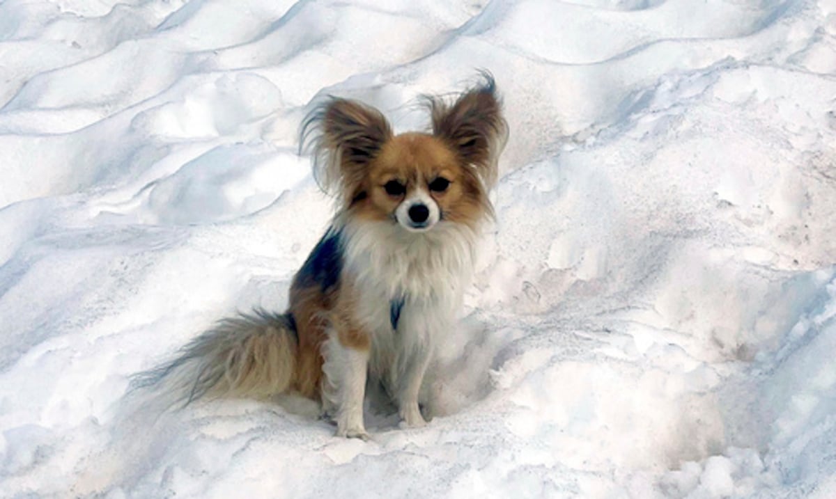 “Es un héroe de cuatro patas”: un chihuahua ayuda a rescatistas a encontrar a un hombre que cayó en un glaciar