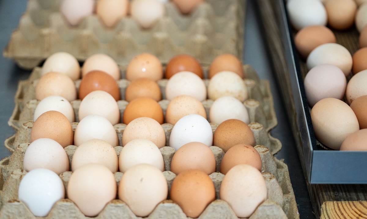 ¿Comer huevo puede afectar tus riñones? Esto es lo que dicen los expertos
