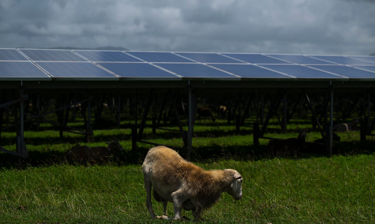 ¿Hacia dónde va la energía renovable en Puerto Rico tras la quiebra de Sunnova?