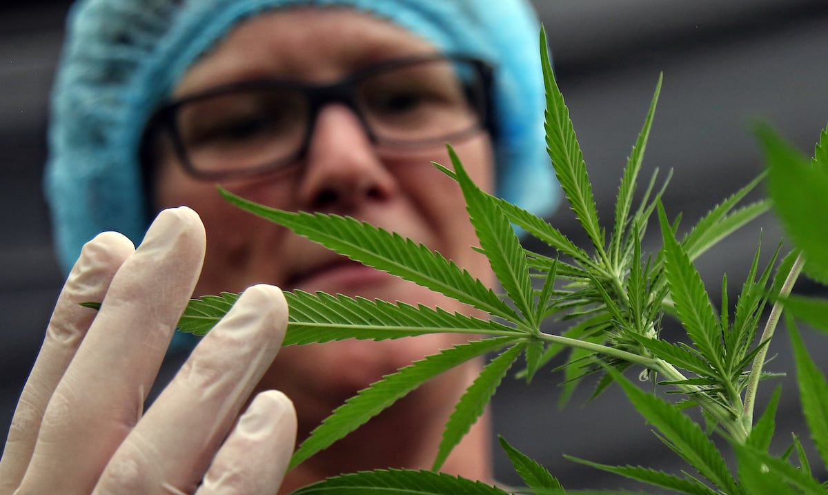 Hallan casi cinco toneladas de marihuana ocultas en un cargamento de cebollas en Colombia