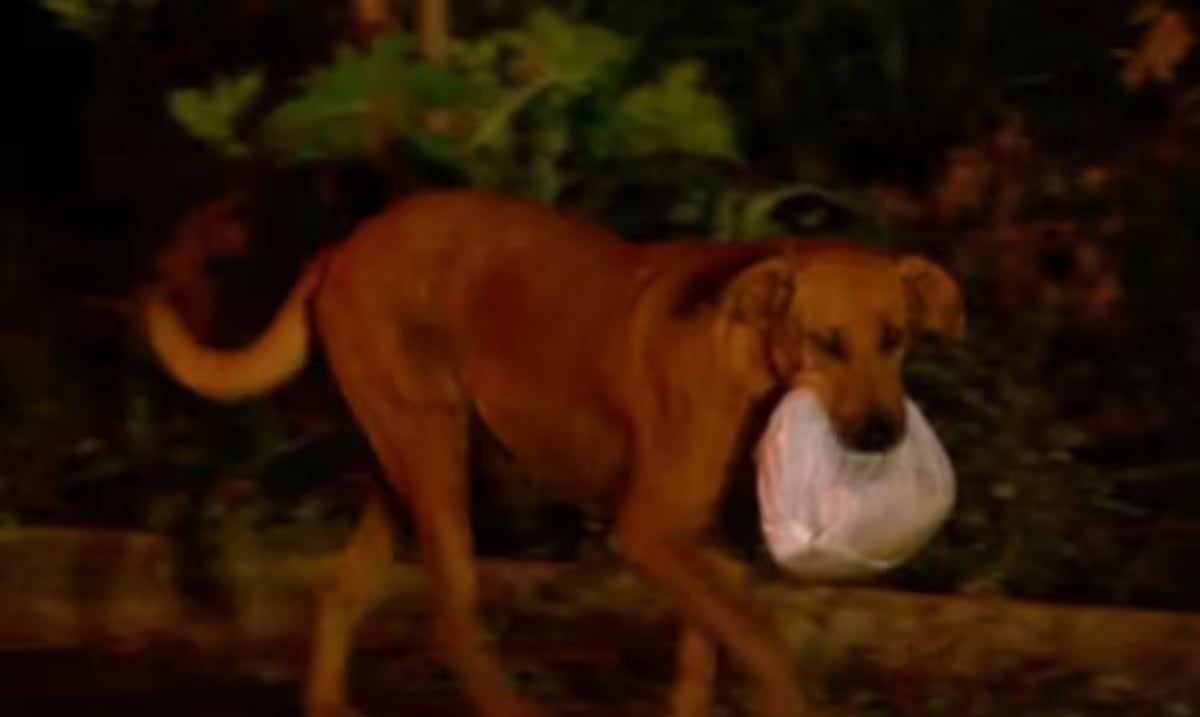 Te sorprenderá la razón: perrita recorre ocho millas cada noche en busca de alimento