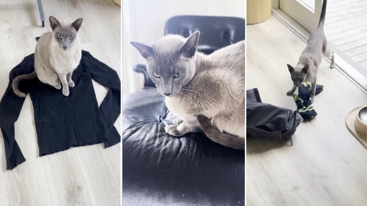 Gato “pillo” roba ropa interior