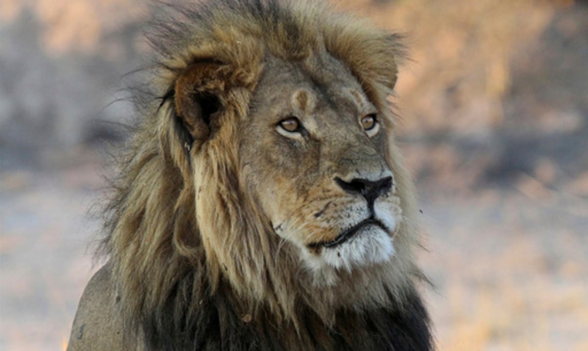 Desata la ira del público: cazador de trofeos mata a un león en Zimbabue que formaba parte de un proyecto de investigación
