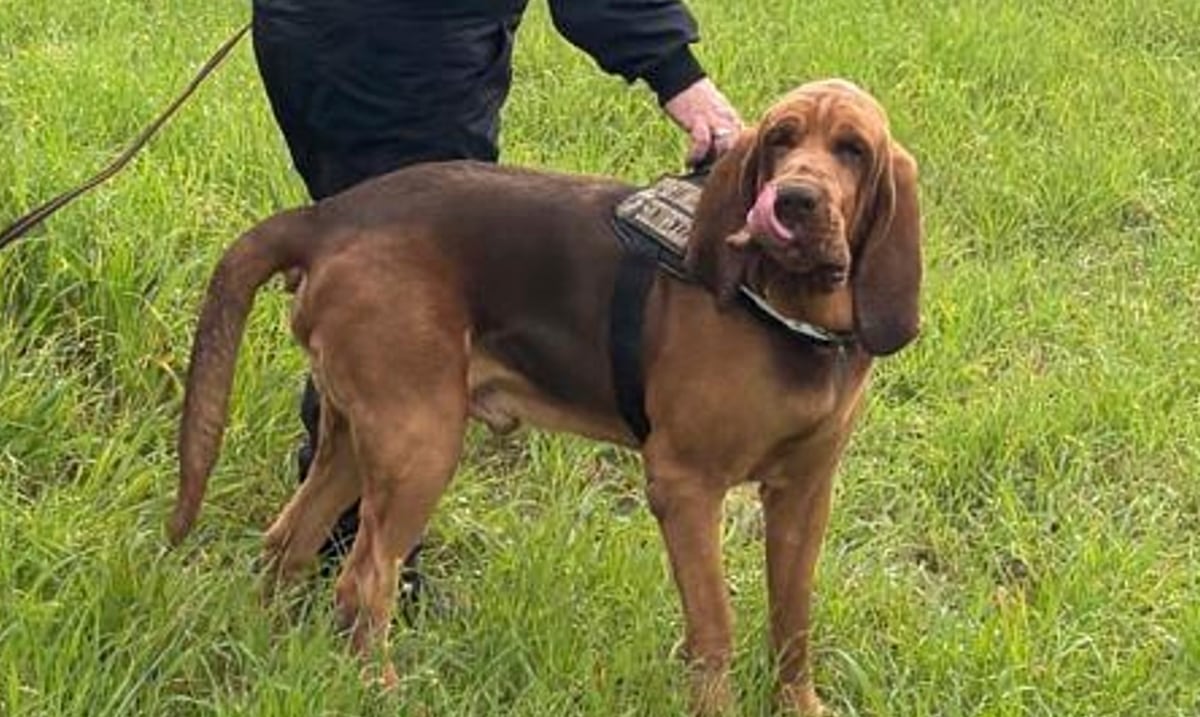 Indigna en Italia la muerte de un perro policía tras comer comida con clavos