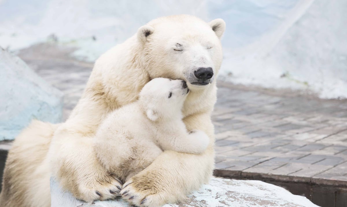 Nace en acuario de Brasil el primer oso polar de América Latina: su nombre es Nur