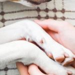 Espacio de apoyo emocional en Arecibo para quienes han perdido a una mascota