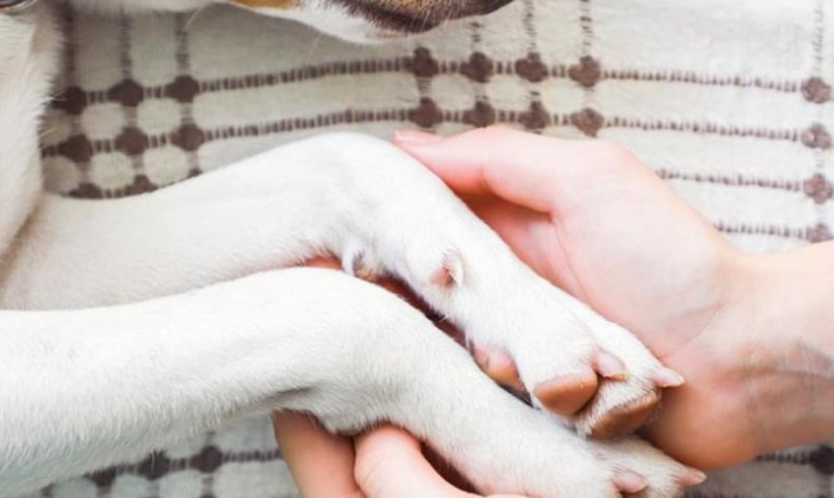 Espacio de apoyo emocional en Arecibo para quienes han perdido a una mascota