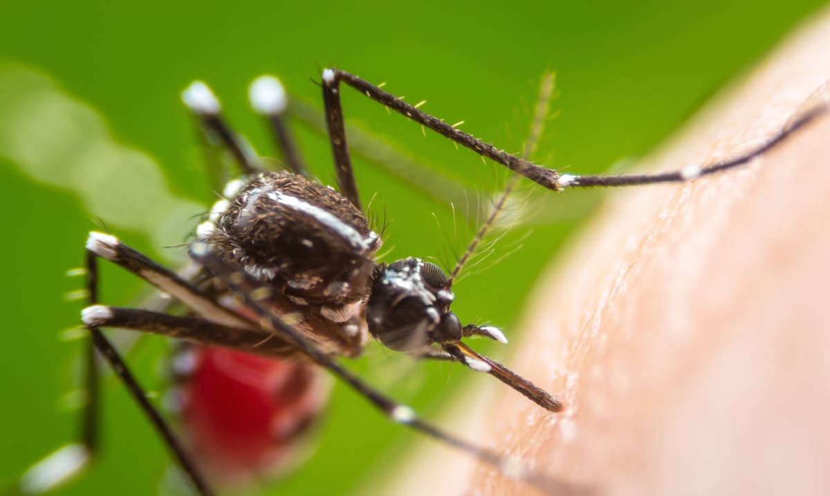 Kit de herramientas contra el dengue