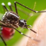Desvelan el arma del dengue para invadir más fácilmente el organismo humano