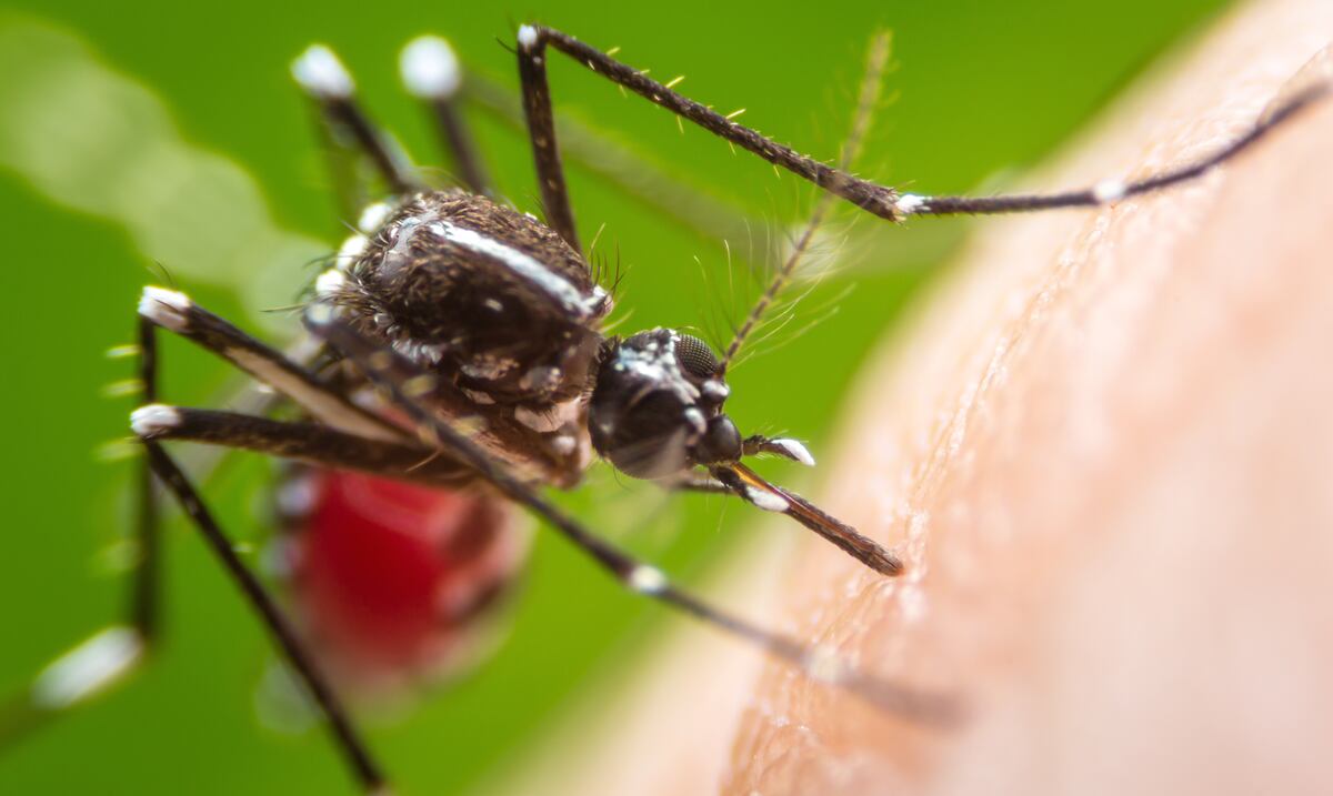 Desvelan el arma del dengue para invadir más fácilmente el organismo humano