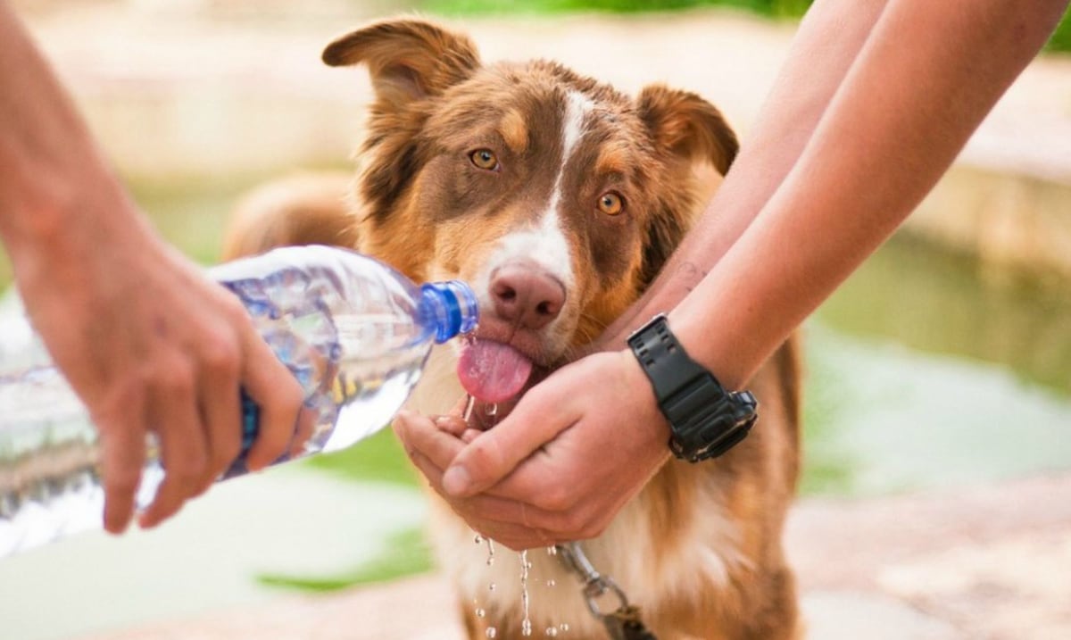 Cómo cuidar y refrescar a tu perro durante el calor extremo