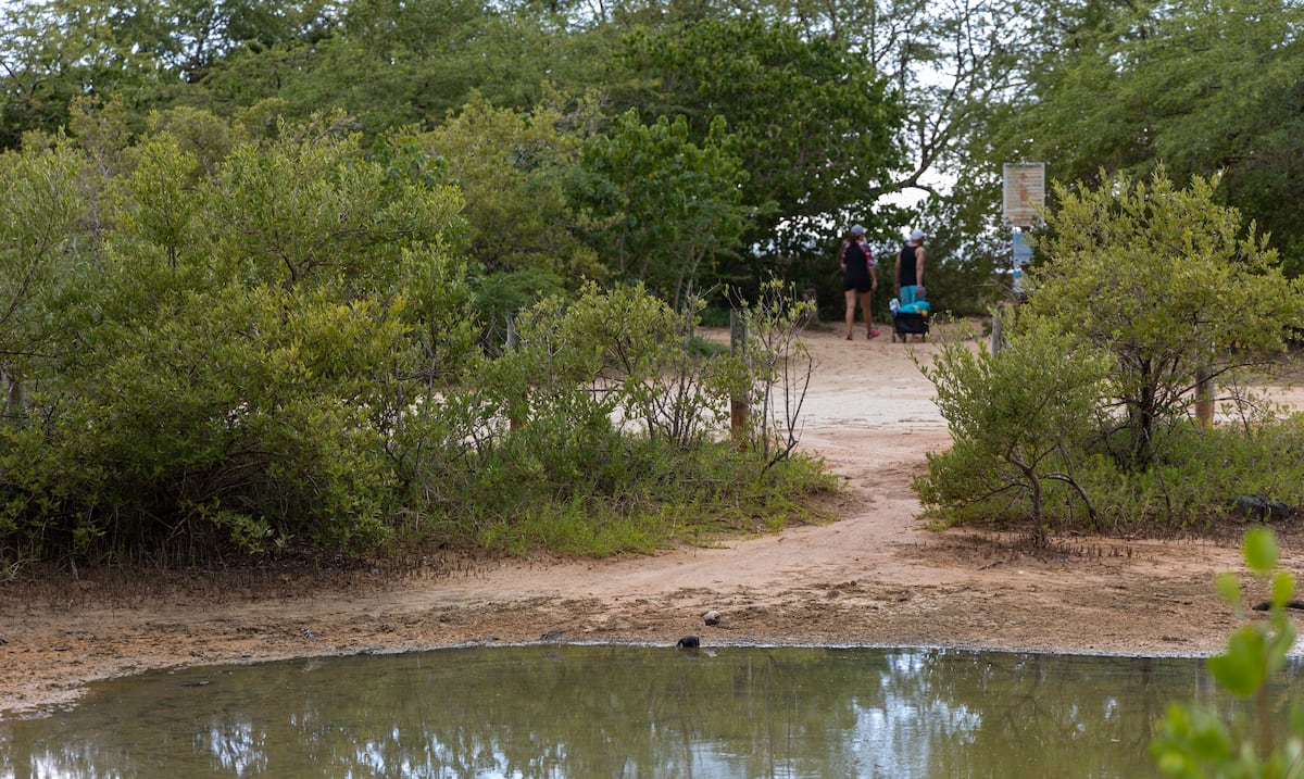 “El desarrollo no lo podemos limitar”: comerciantes de Cabo Rojo expresan su sentir sobre Esencia