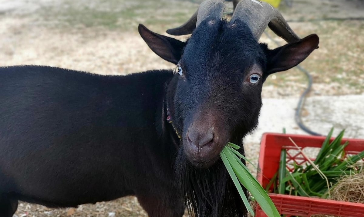 Cataño celebrará el Festival Nacional del Cabro