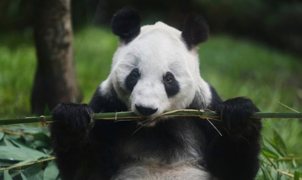 “Si se va ella, yo también”: el amor de un cuidador mexicano por la última panda de Latinoamérica