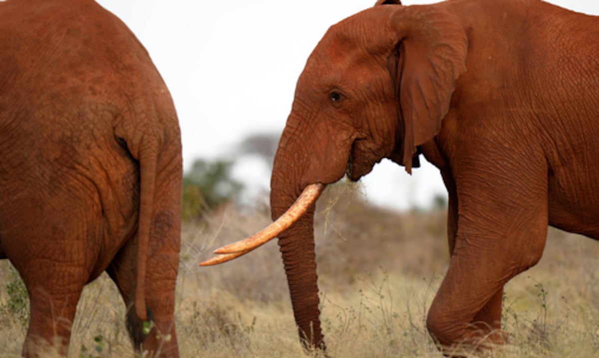 Elefante enfurecido vuelca canoas que transportaban turistas en río infestado de cocodrilos