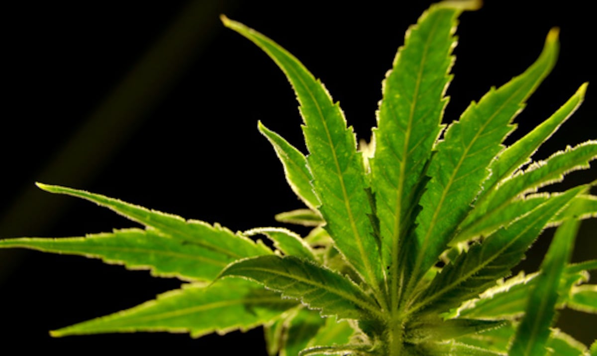 Estudio: medicamento hecho de cannabis reduce considerablemente el dolor crónico de espalda