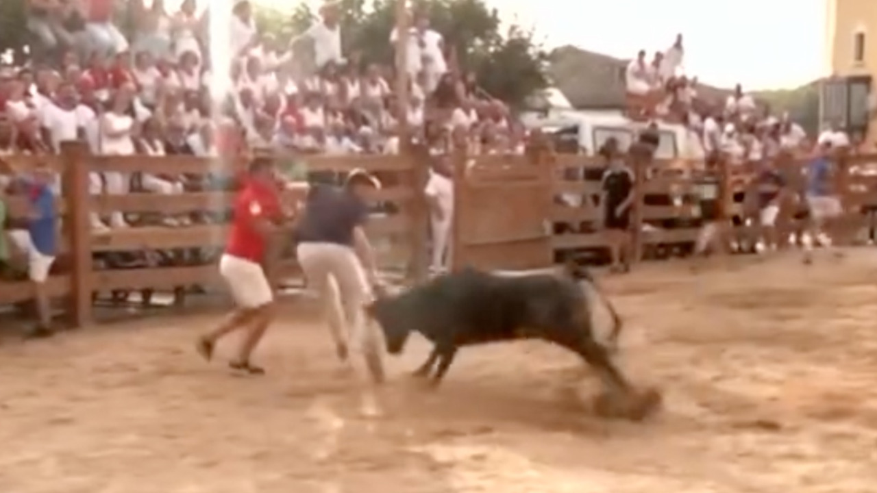 Reportero es atacado por toro tras sufrir broma