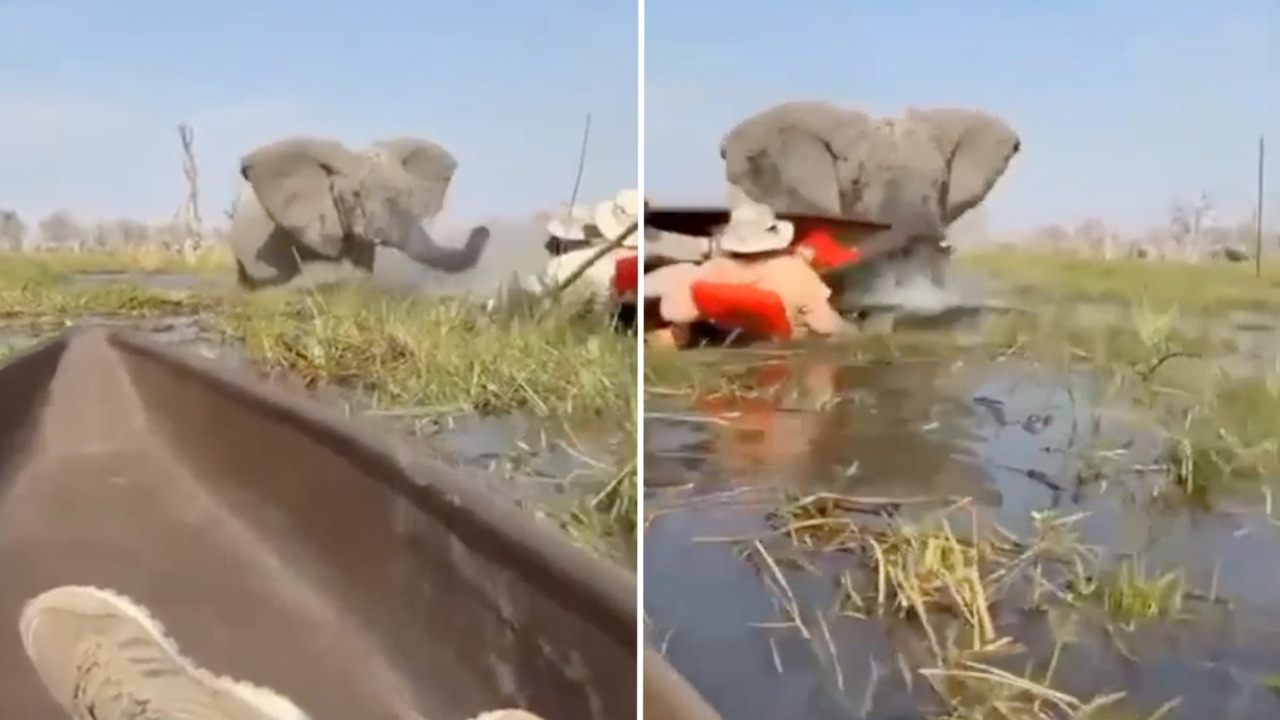 Momentos de pánico: elefante ataca canoas con turistas abordo