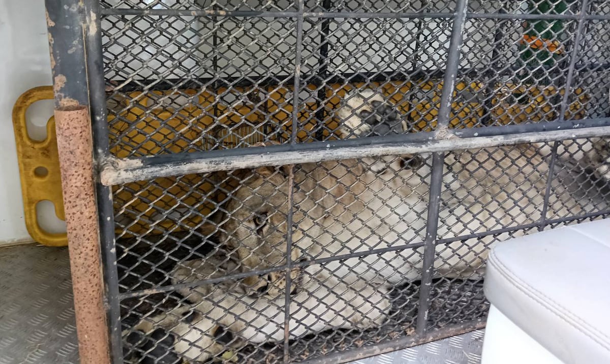 Un influencer tailandés pide perdón después que su leona se escapó y atacó a dos personas