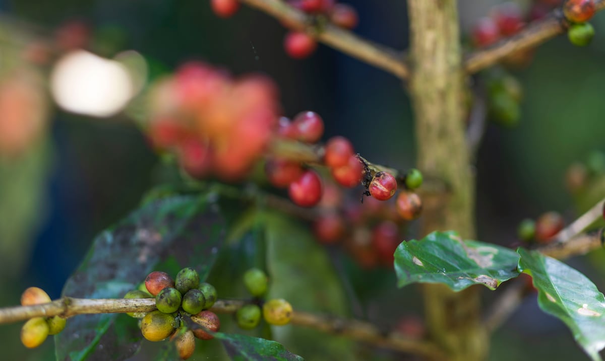 Fiona pone más amargura en los precios del café