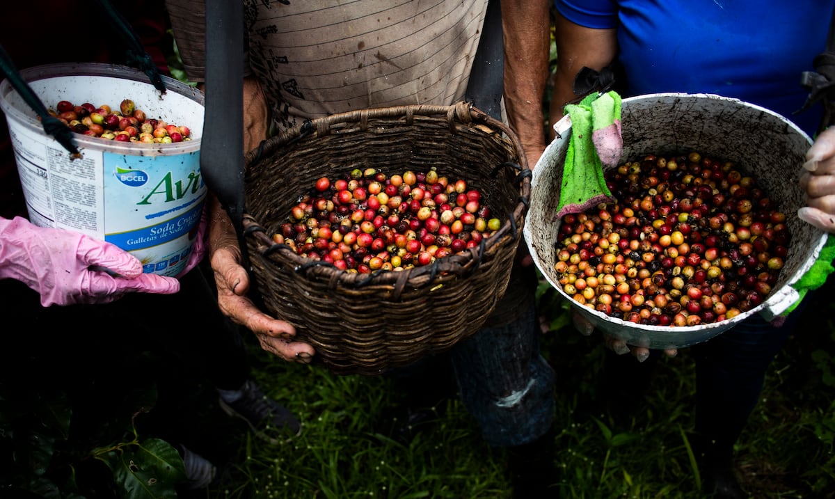 “Ha sido cuesta arriba”: la producción de café local sigue sin recuperarse del embate del huracán María