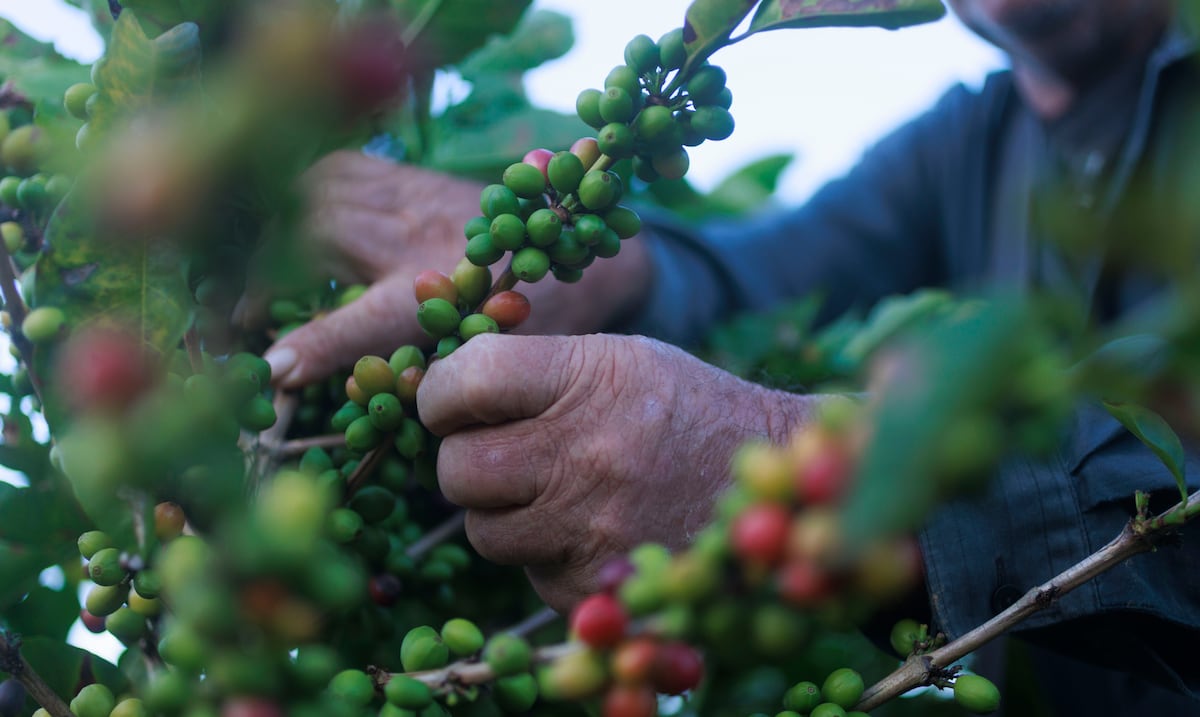 Asignan $15 millones para promover nuevas técnicas de cultivo de café en Puerto Rico