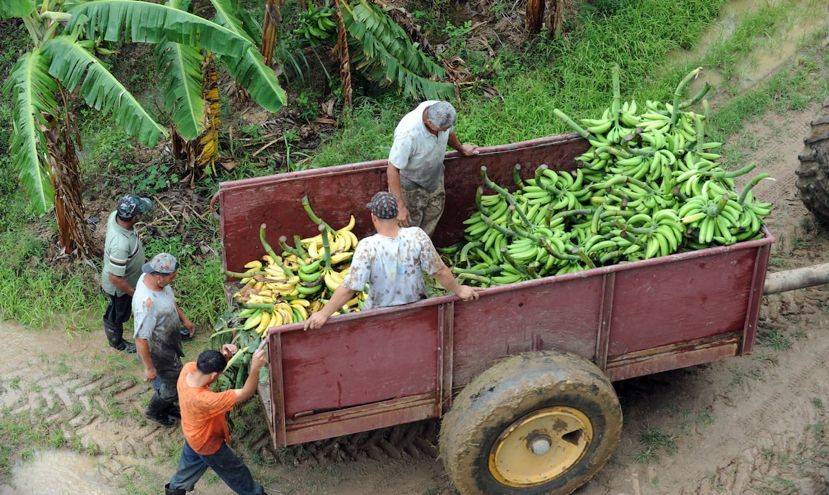 Puerto Rico y su realidad con los alimentos: ¿cuánto se produce en la isla y cómo se puede aumentar?
