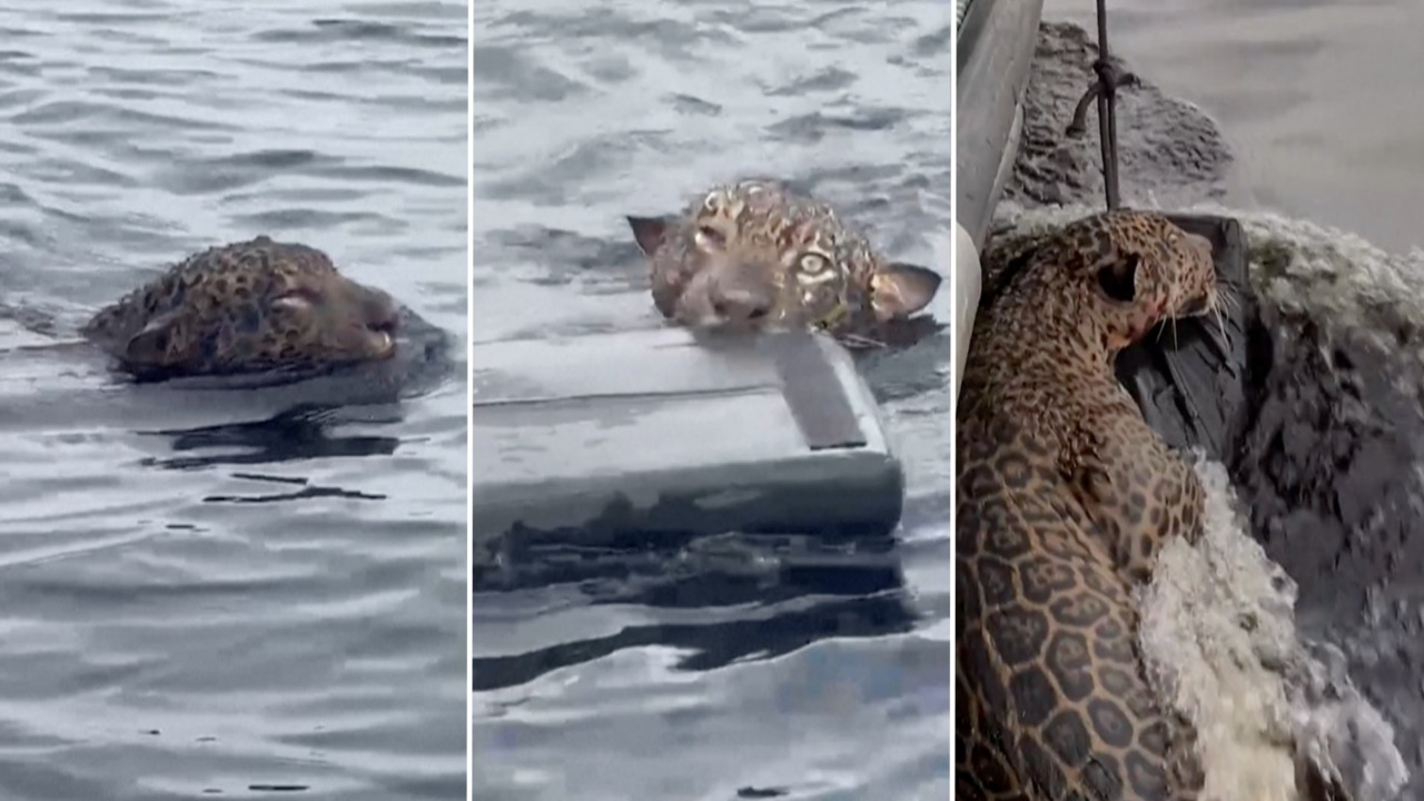 Emotivo rescate de un jaguar herido en el Amazonas