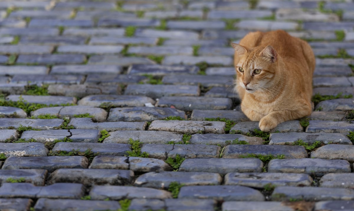 Conoce cómo calcular correctamente el equivalente de edad humana en los gatos