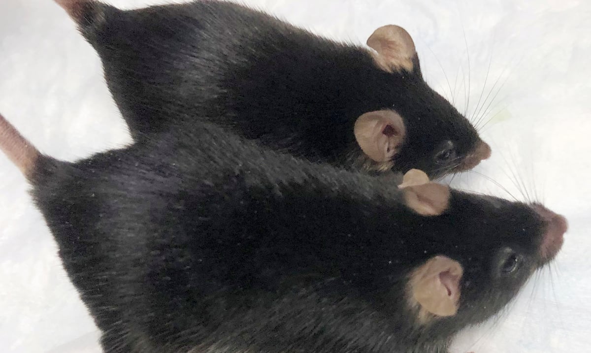 ¿Cómo evitar ratones en casa?  Recomendaciones para mantener tu hogar libre de plagas