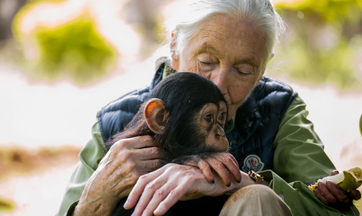 Opinión | Mi hermano el chimpancé
