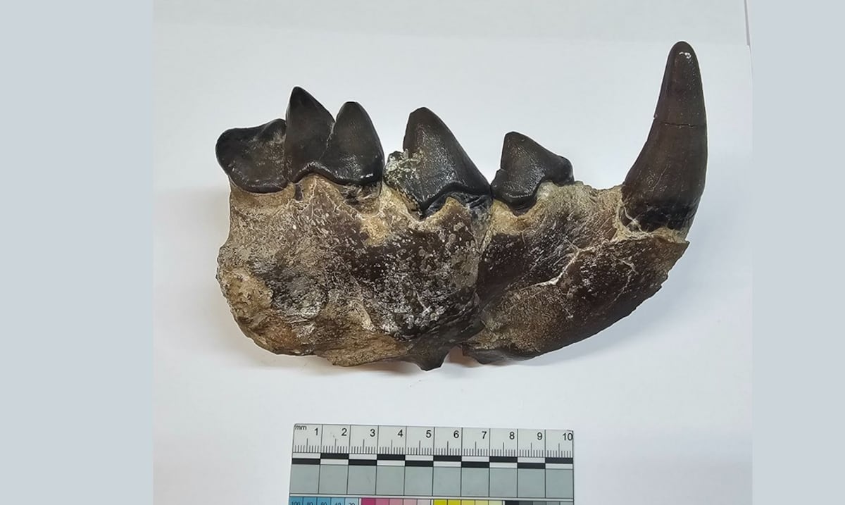 Paleontólogos rusos identifican hiena prehistórica de 10 millones de años en el Cáucaso
