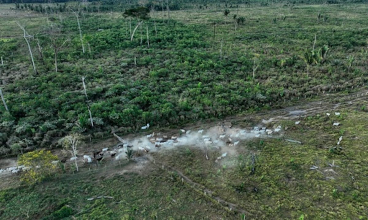 Interpol anuncia nueva lucha global contra la deforestación