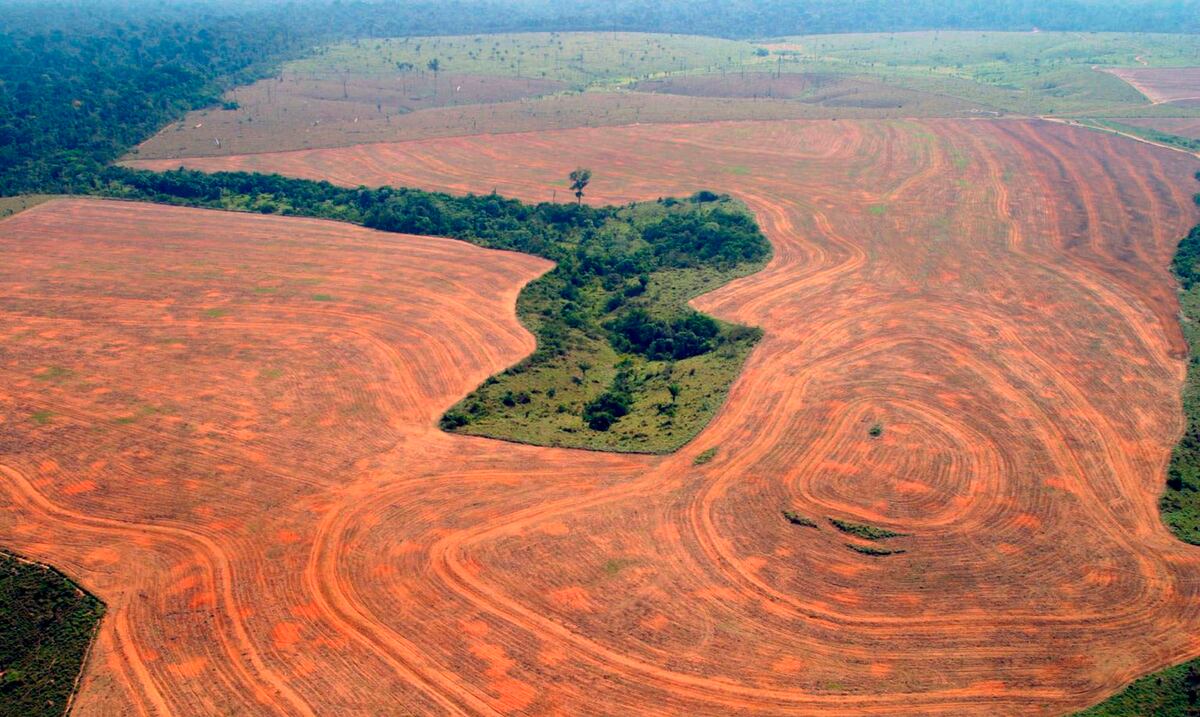 El gobierno de Brasil ocultó datos de deforestación del Amazonas hasta después de finalizar la cumbre COP 26
