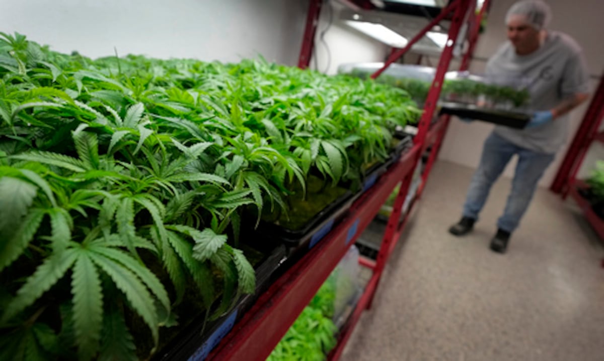 Detenido estadounidense en Paraguay acusado de procesar cannabis en laboratorio ilegal