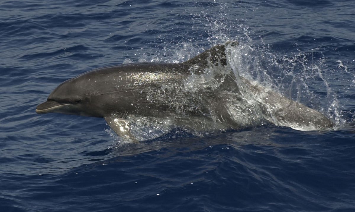 Un delfín sorprende en la laguna de Venecia entre barcas y góndolas