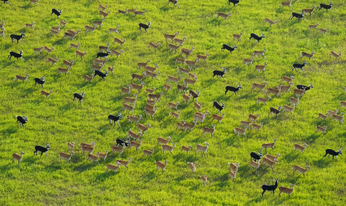 Sudán del Sur afirma que sus antílopes constituyen la mayor migración de mamíferos terrestres del mundo