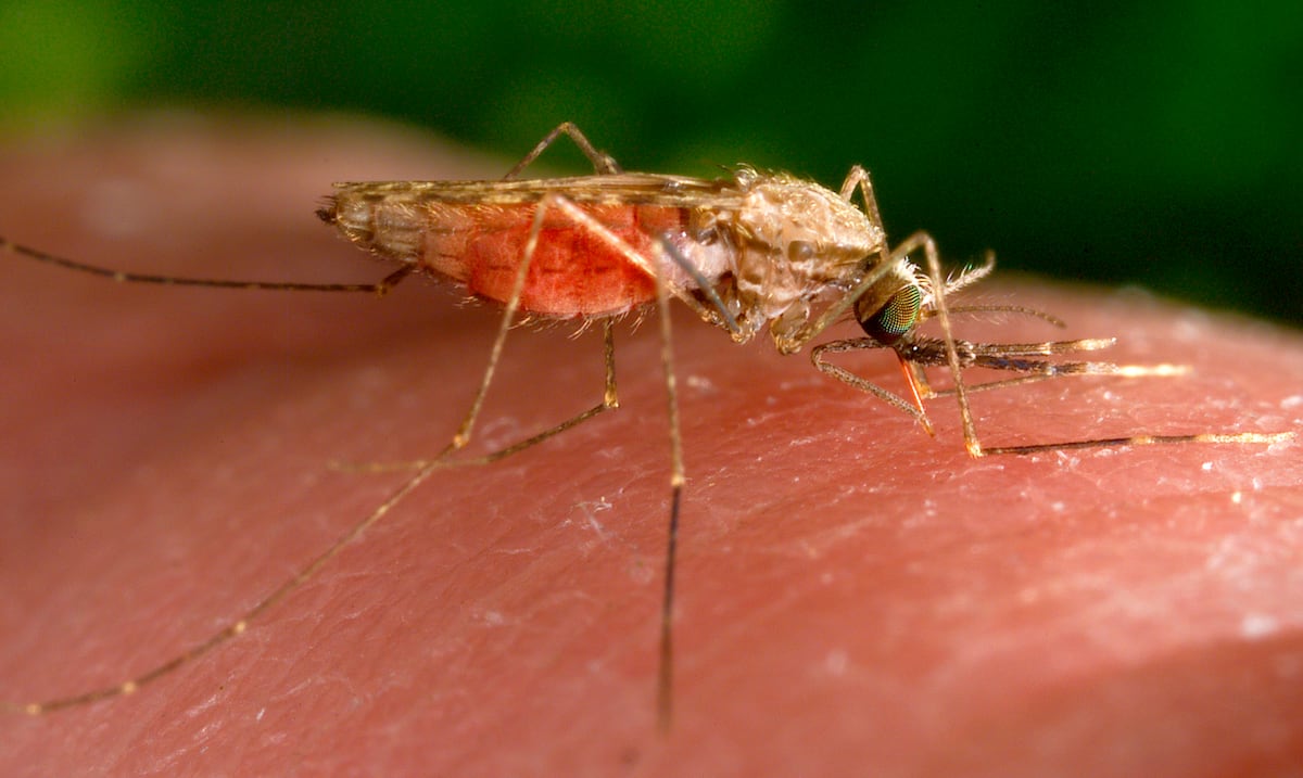 República Dominicana registra 46,218 casos sospechosos de malaria en lo que va de 2025