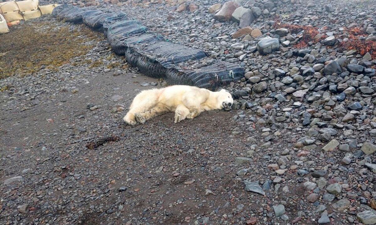 Policía abate a tiros a oso polar en las costas de Islandia