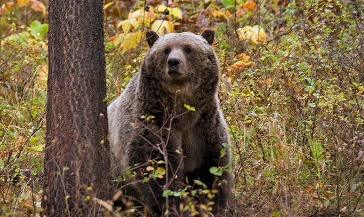 Horror en plena excursión: un oso ataca a un grupo de estudiantes y maestros en Canadá