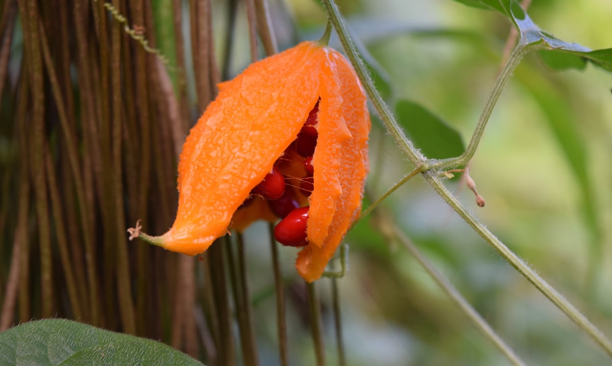 Opinión | ¿Adónde se fueron los cundiamores?