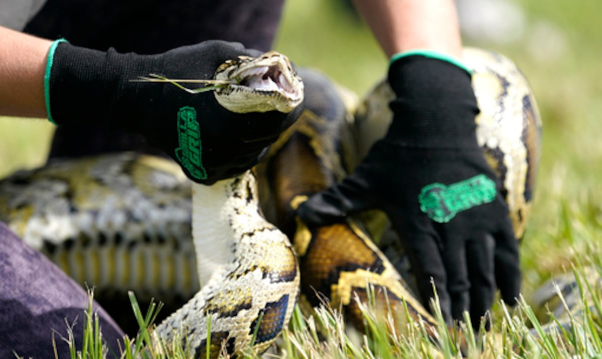 Opinión | La urgencia de controlar a las especies invasoras