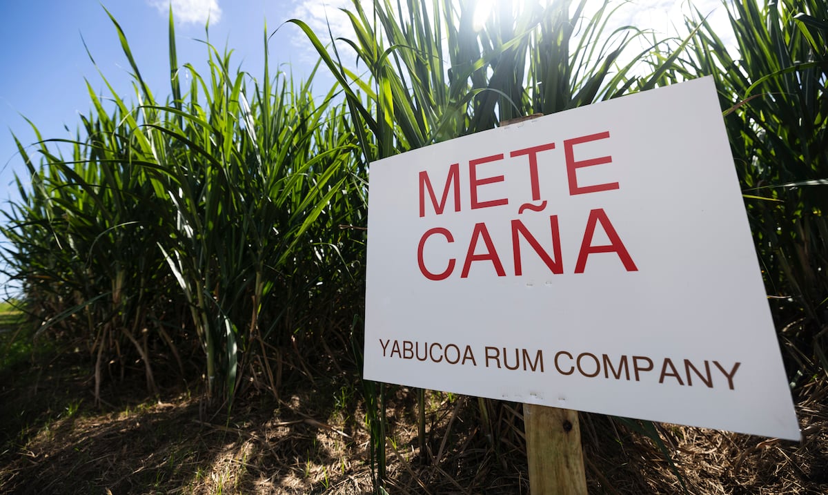 Yabucoa Rum Company apuesta al renacer de la caña de azúcar
