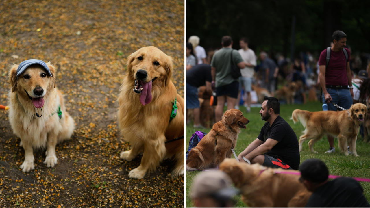 ¡Casi 2,400 golden retrievers rompen un récord en Argentina!