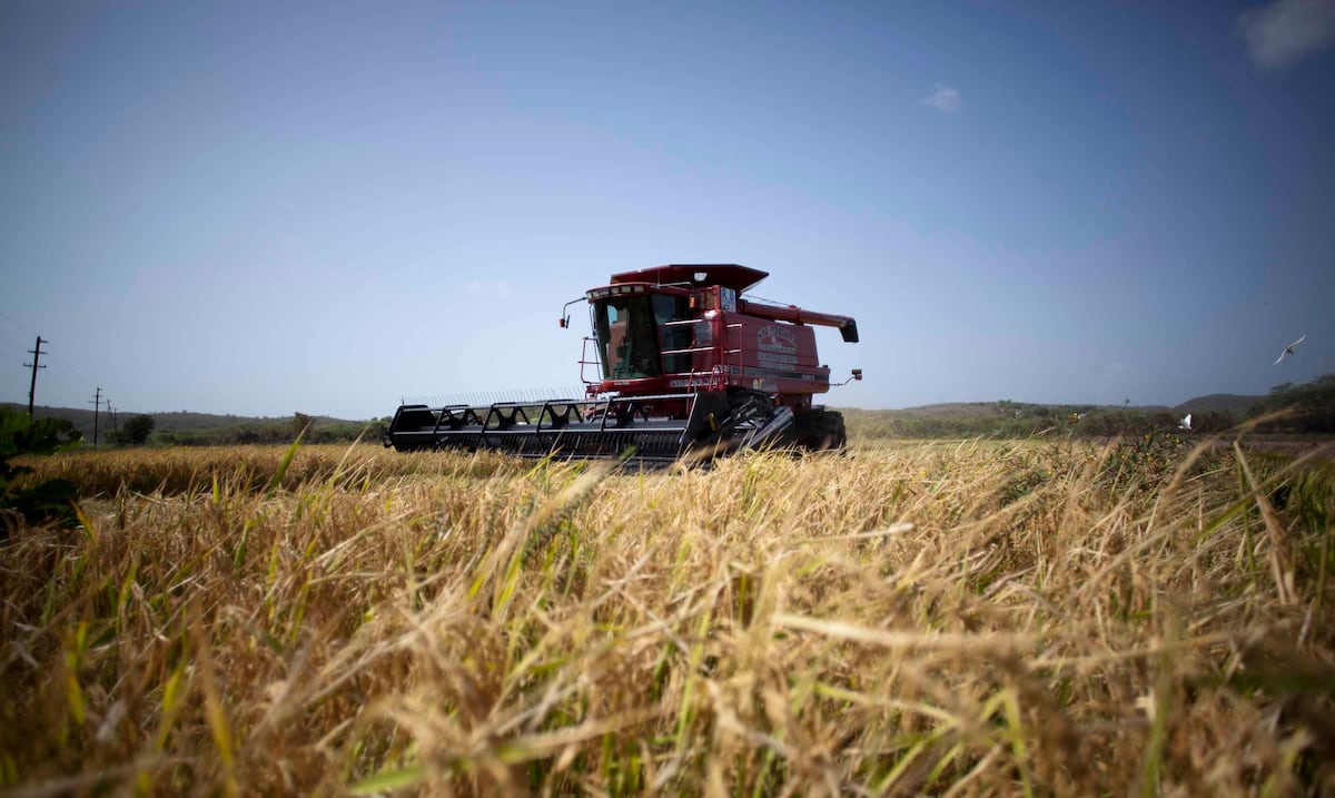 ¿Qué es el “dumping” de arroz y por qué Trump quiere investigar a Puerto Rico?