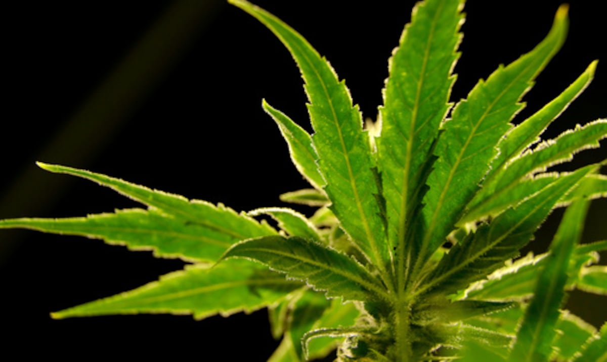 Opinión | La reclasificación de la marihuana en la mira de Trump