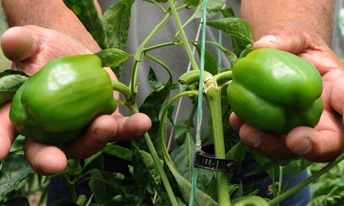 Instan a agricultores a comprar sus pólizas de seguros agrícolas