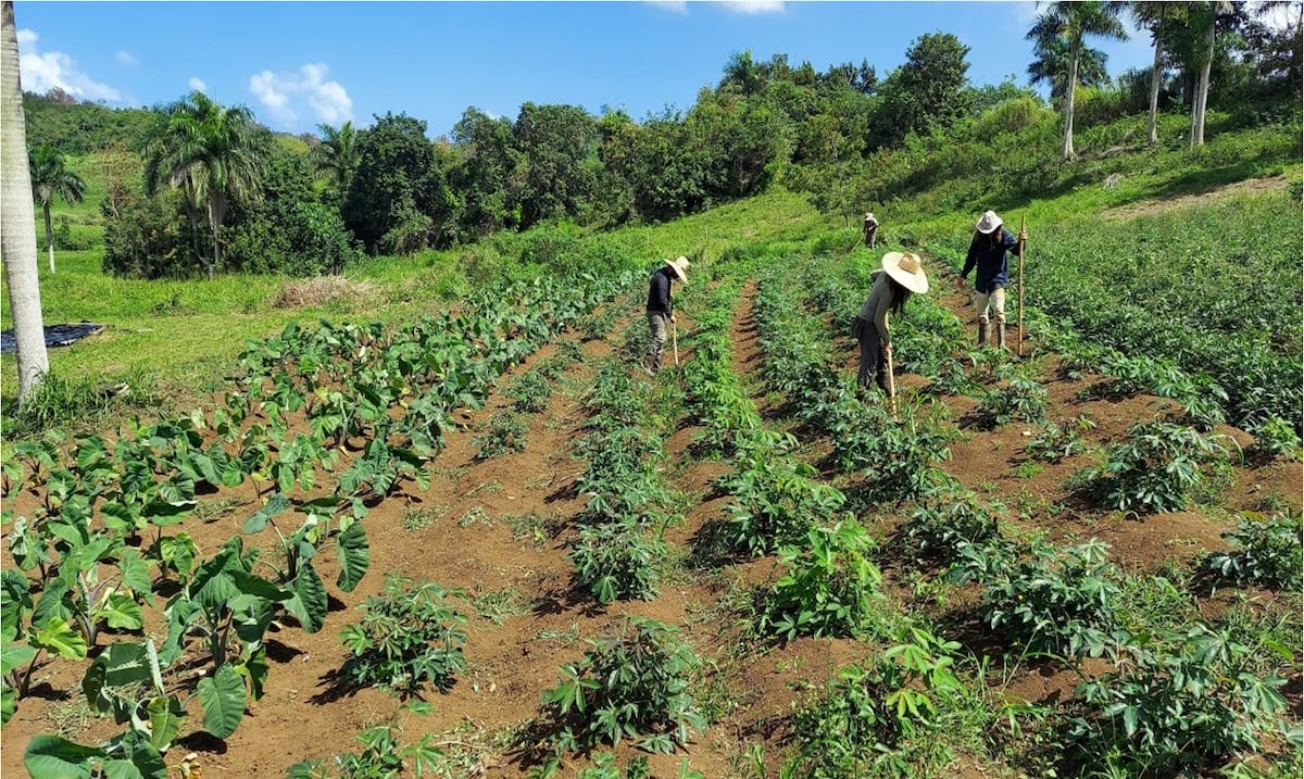 Proponen aumento escalonado en el salario mínimo de los trabajadores agrícolas