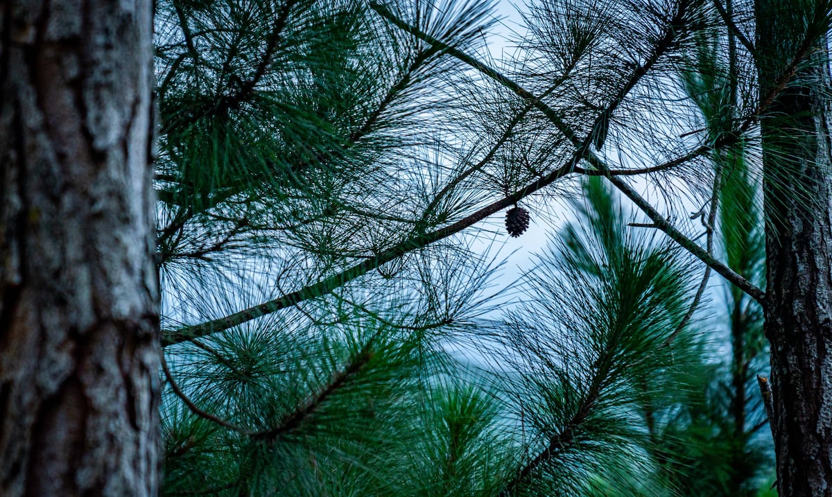 Comienza la tala del pino donde está enterrado el burro del famoso poema “Platero y yo”