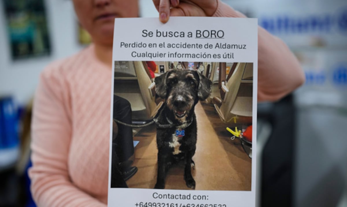 ¿Has visto a Boro? La búsqueda en España de un perro que sobrevivió a un accidente de tren